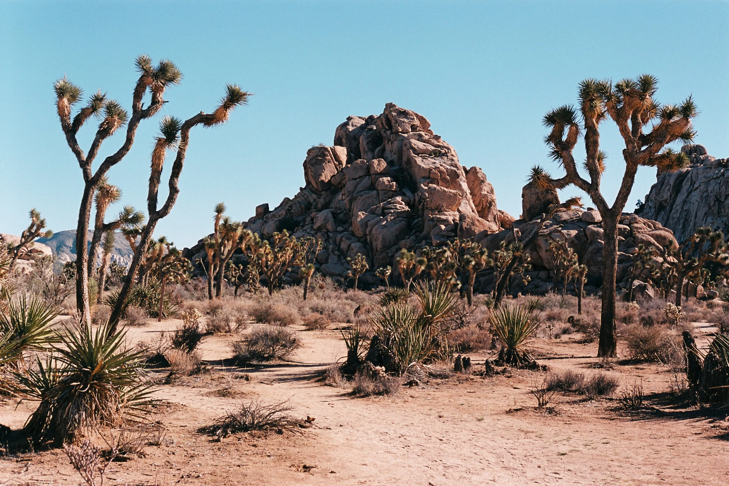 Desert landscape with Joshua trees, large rock formations, and dry sandy ground under a clear blue sky.