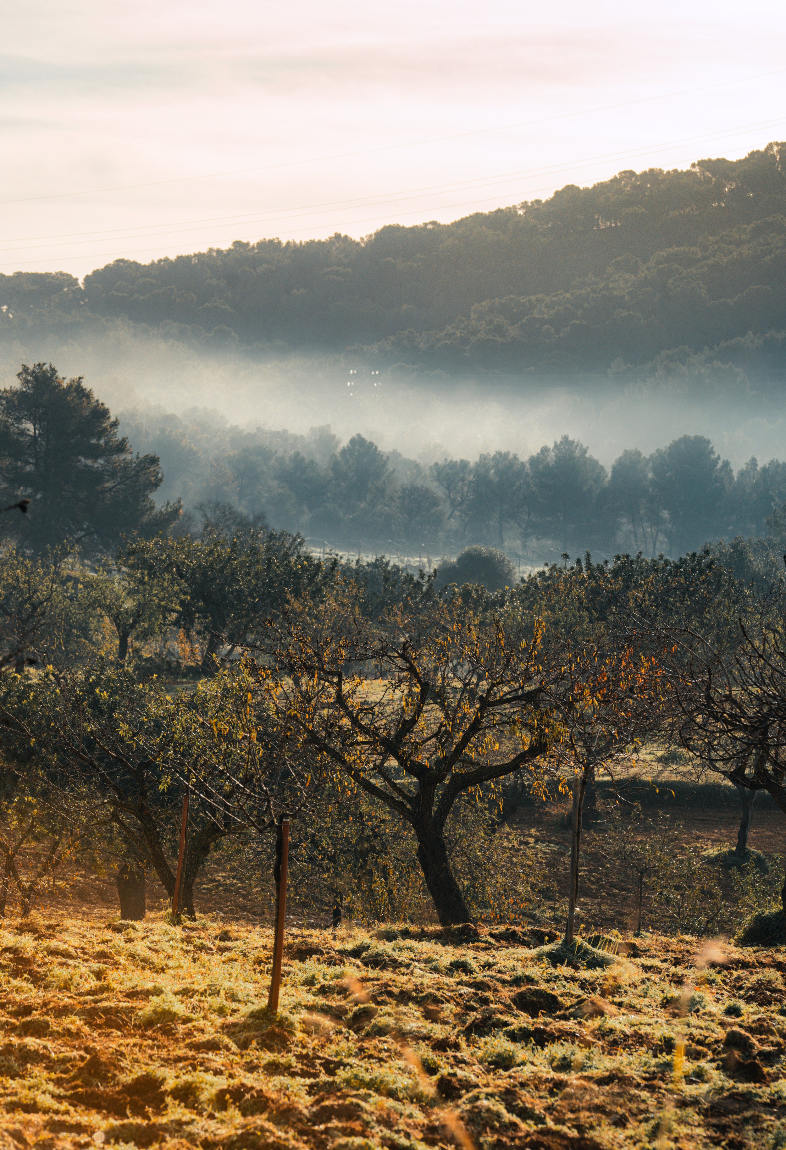 Misty landscape featuring trees and hills with sunlight casting a warm glow on the fields.