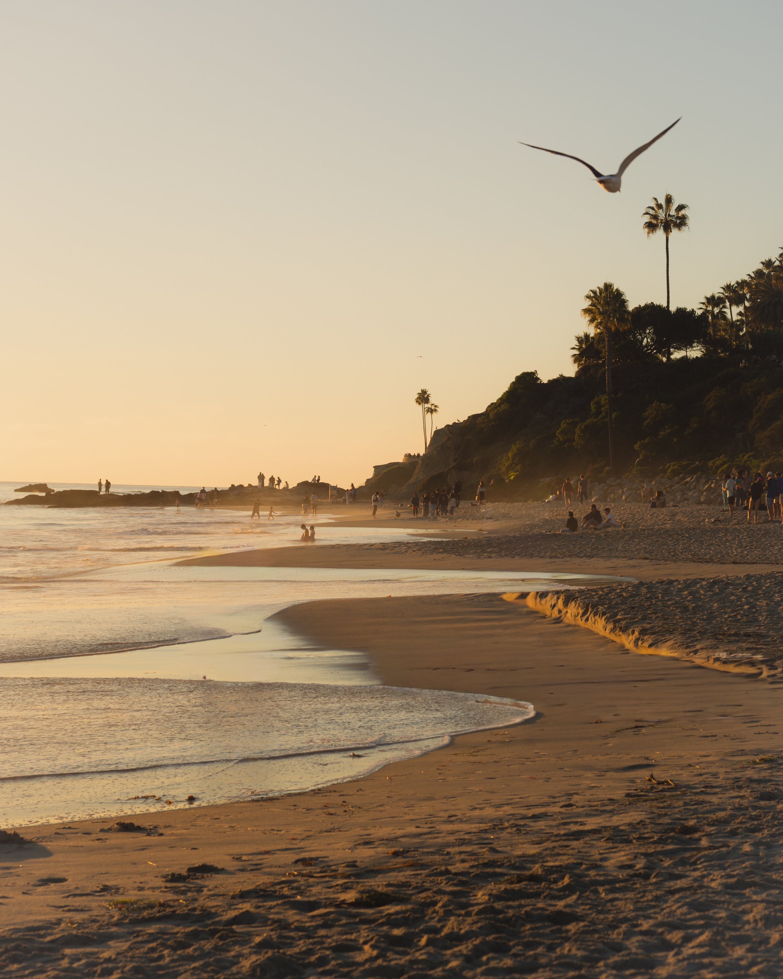 A beach scene during sunset with people relaxing and walking along the shore, a seagull flying overhead, and palm trees on a hillside in the background.