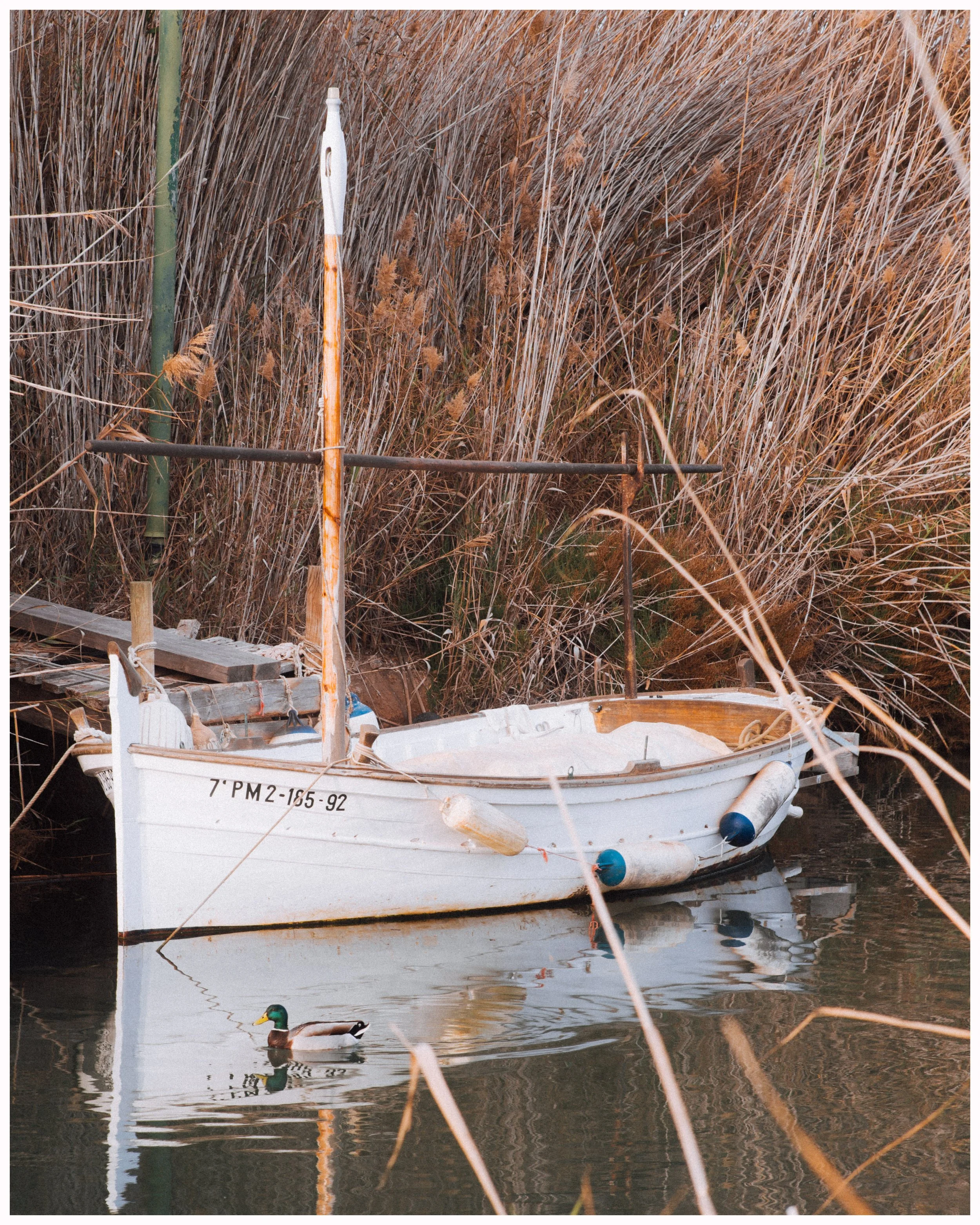 Small white boat with registration number '7 PM 2-165-92' moored in a calm body of water, surrounded by tall reeds, with a mallard duck swimming nearby.