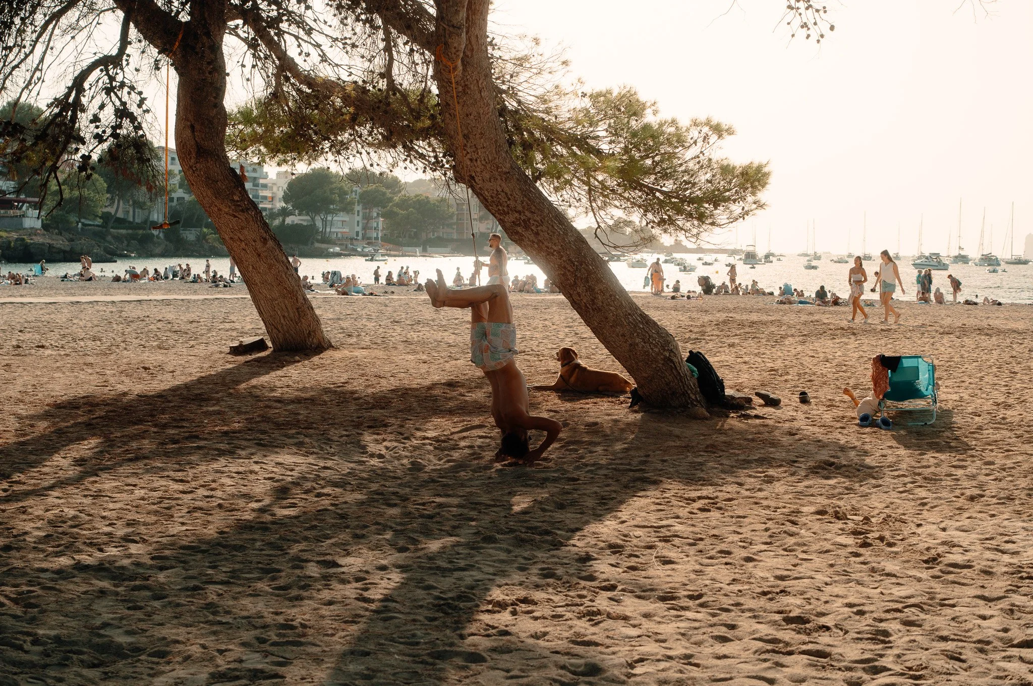 Beach scene with a person doing a headstand under a tree, a dog sitting nearby, and people in the background by the water.