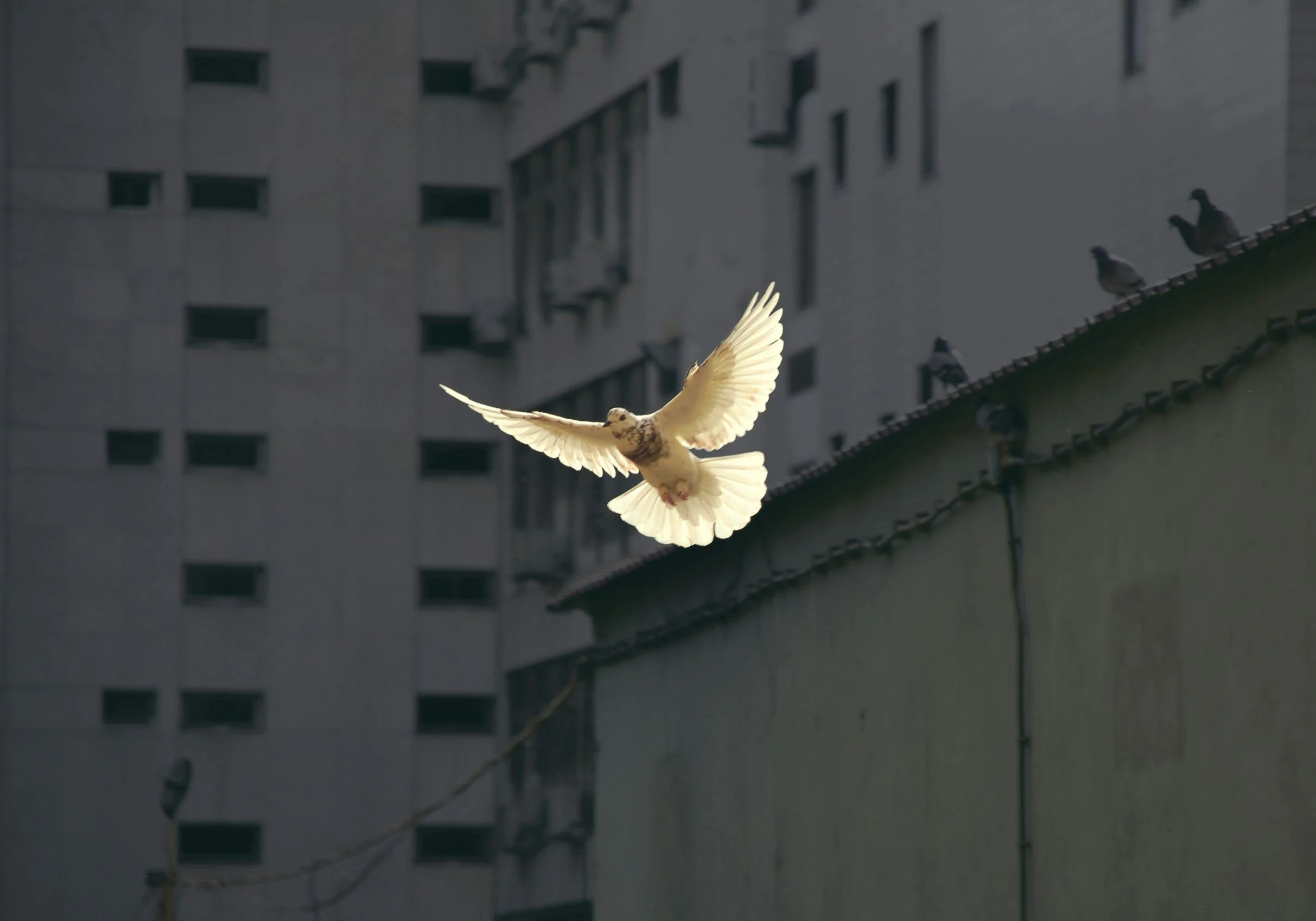 When the War Never Ends: A Call for Peace from the Soul of the Feminine