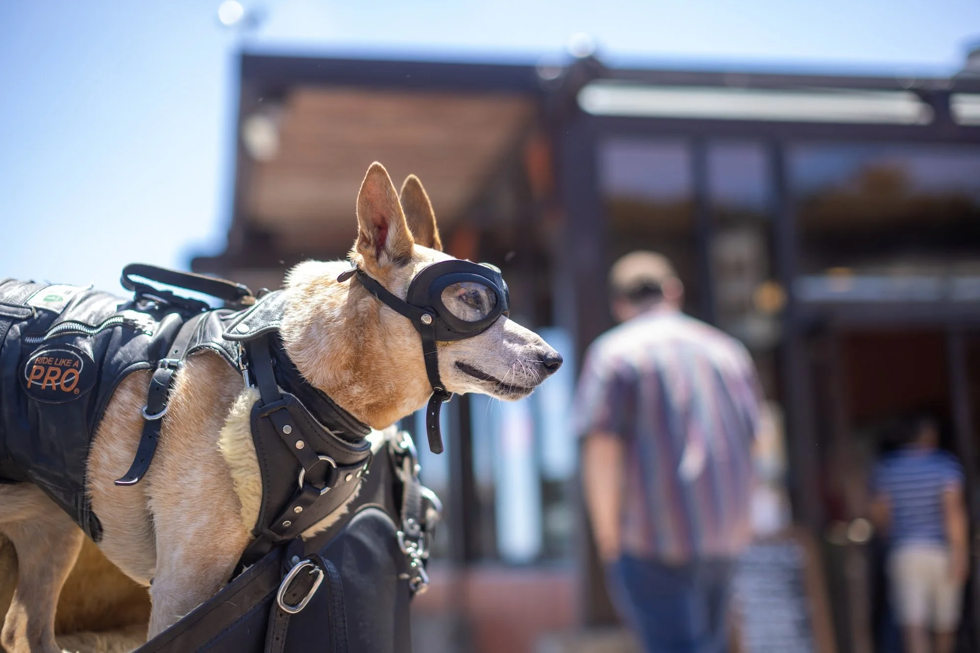 dog on motorcycle with brown goggles