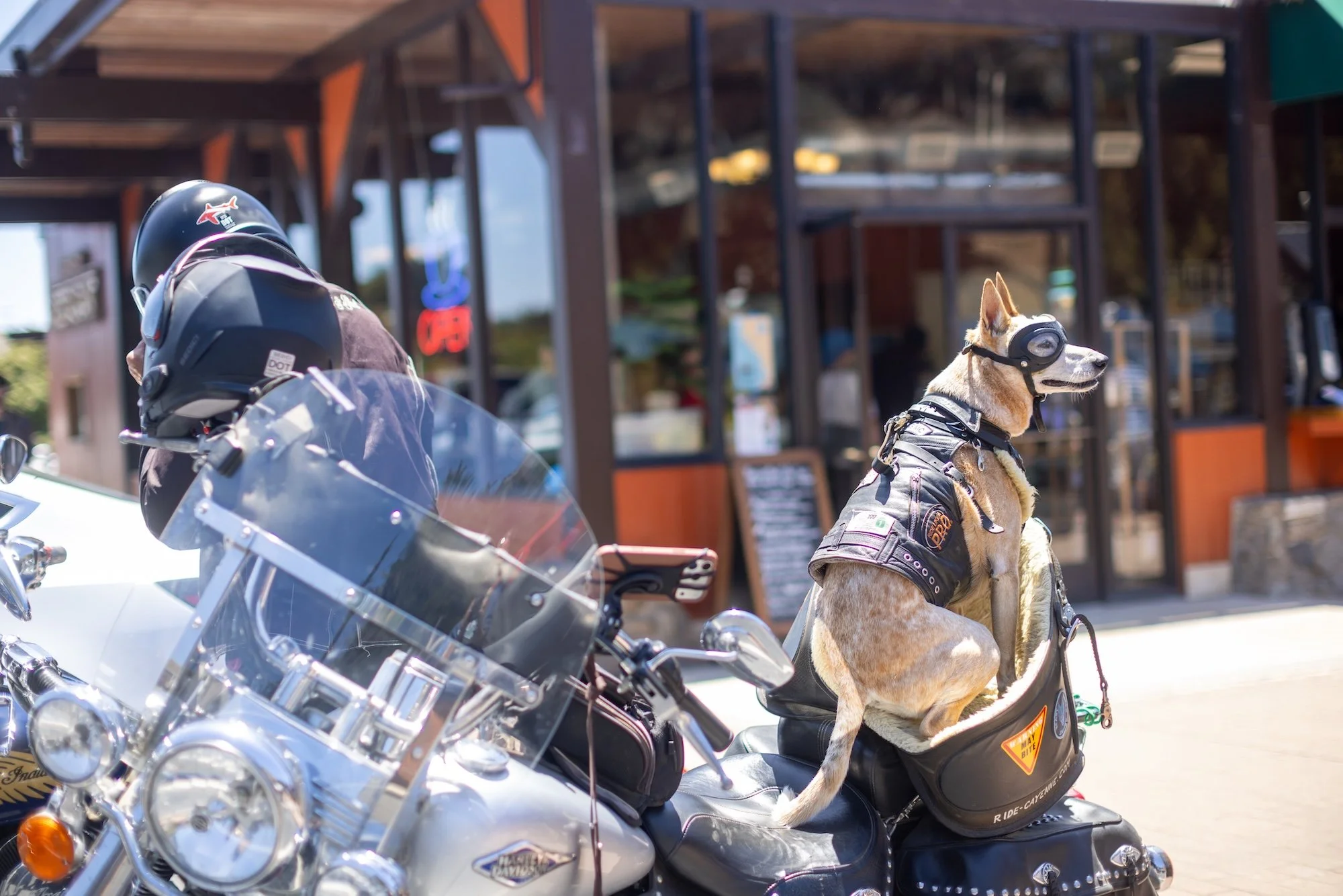 small dog at dog friendly ragged point inn on motorcycle ride
