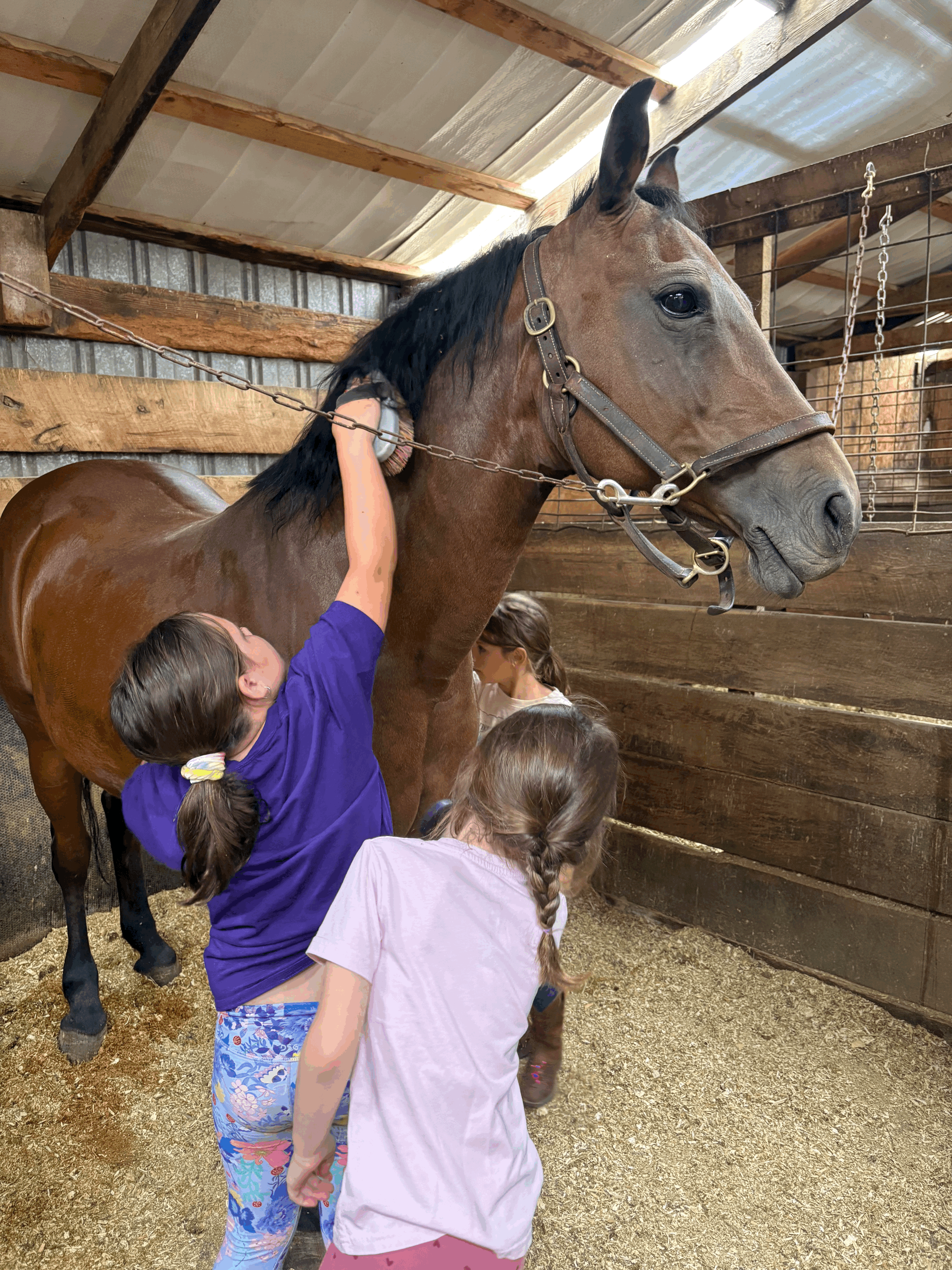 Children grooming a brown horse with black mane in a barn. The barn has wooden walls and a metal roof.