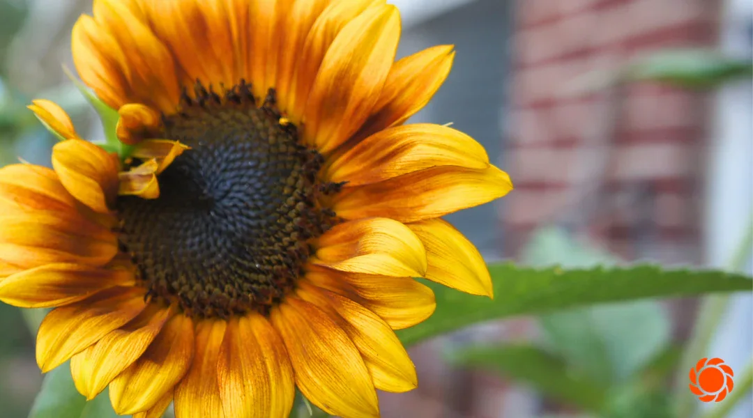 The Ultimate Guide to Watering in Summer Heat - Image Sized for Blog