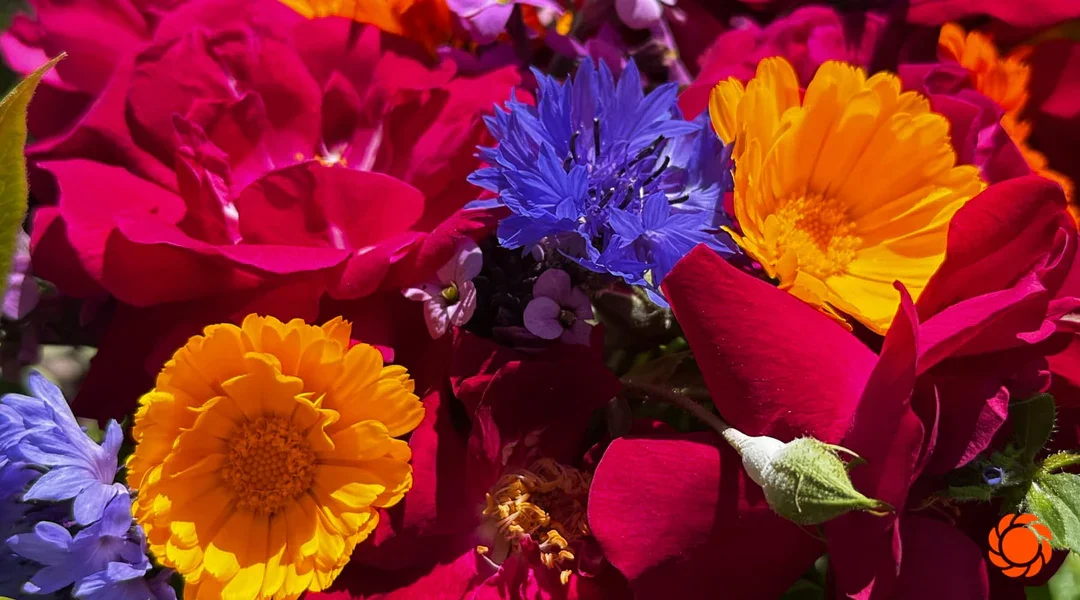 Buzzing With Excitement - Image Sized for Blog