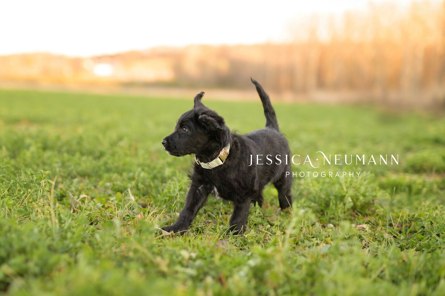 It&rsquo;s the floppy ears for me 🖤

Have you been on the new JNP website yet? There&rsquo;s an entire mini session service dedicated to our furry friends! These pet mini sessions can take place at any time that&rsquo;s convenient! Check it out here