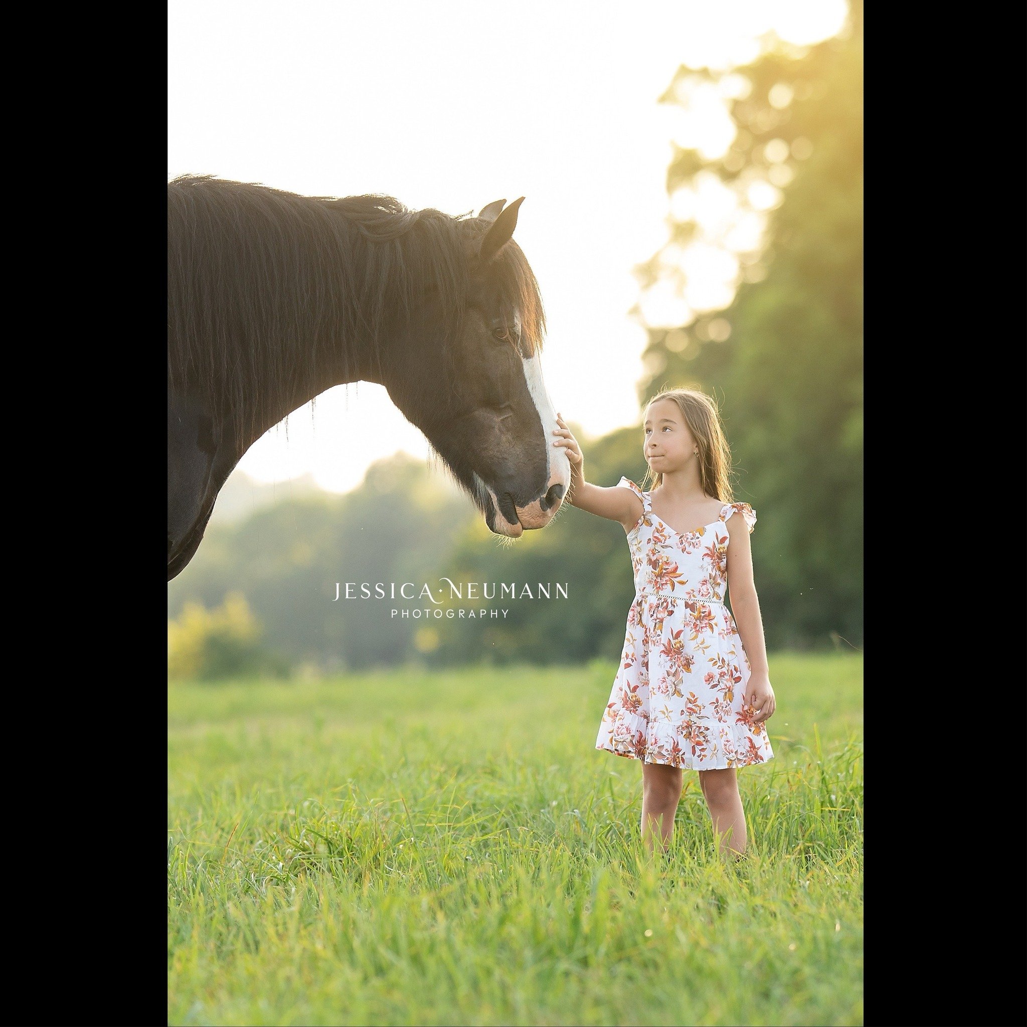 Throwback to this breathtaking session @gentlegiantsdraftrescue 🐴 

If you are interested in booking a session, head to my website for more examples of my work; Click the &ldquo;contact&rdquo; tab for booking details: www.jessicaneumannphotography.c