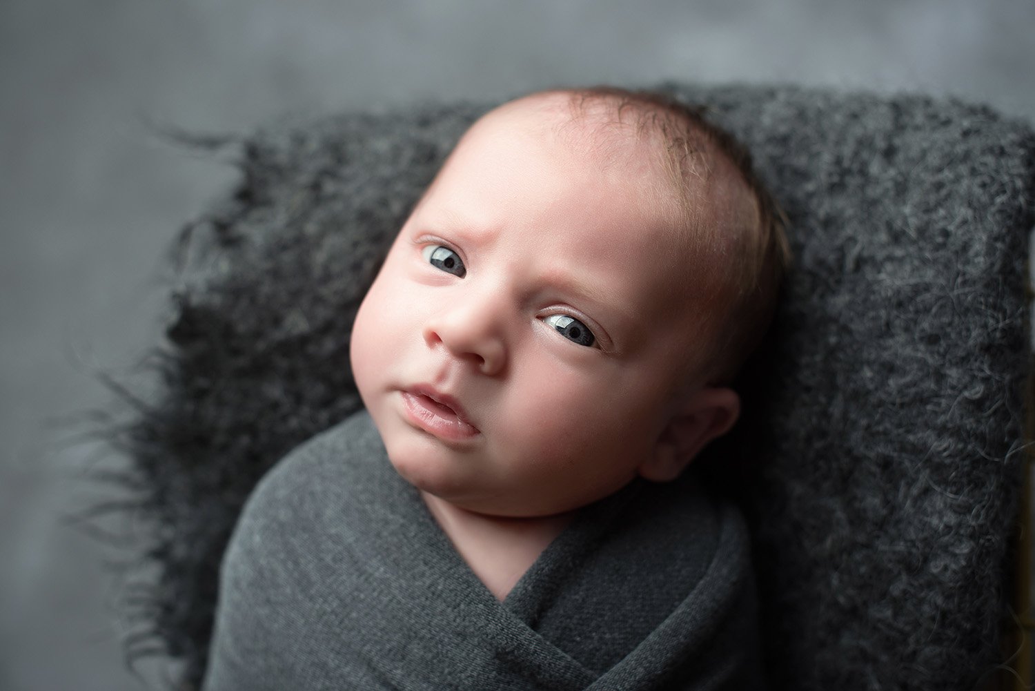 alert newborn on gray