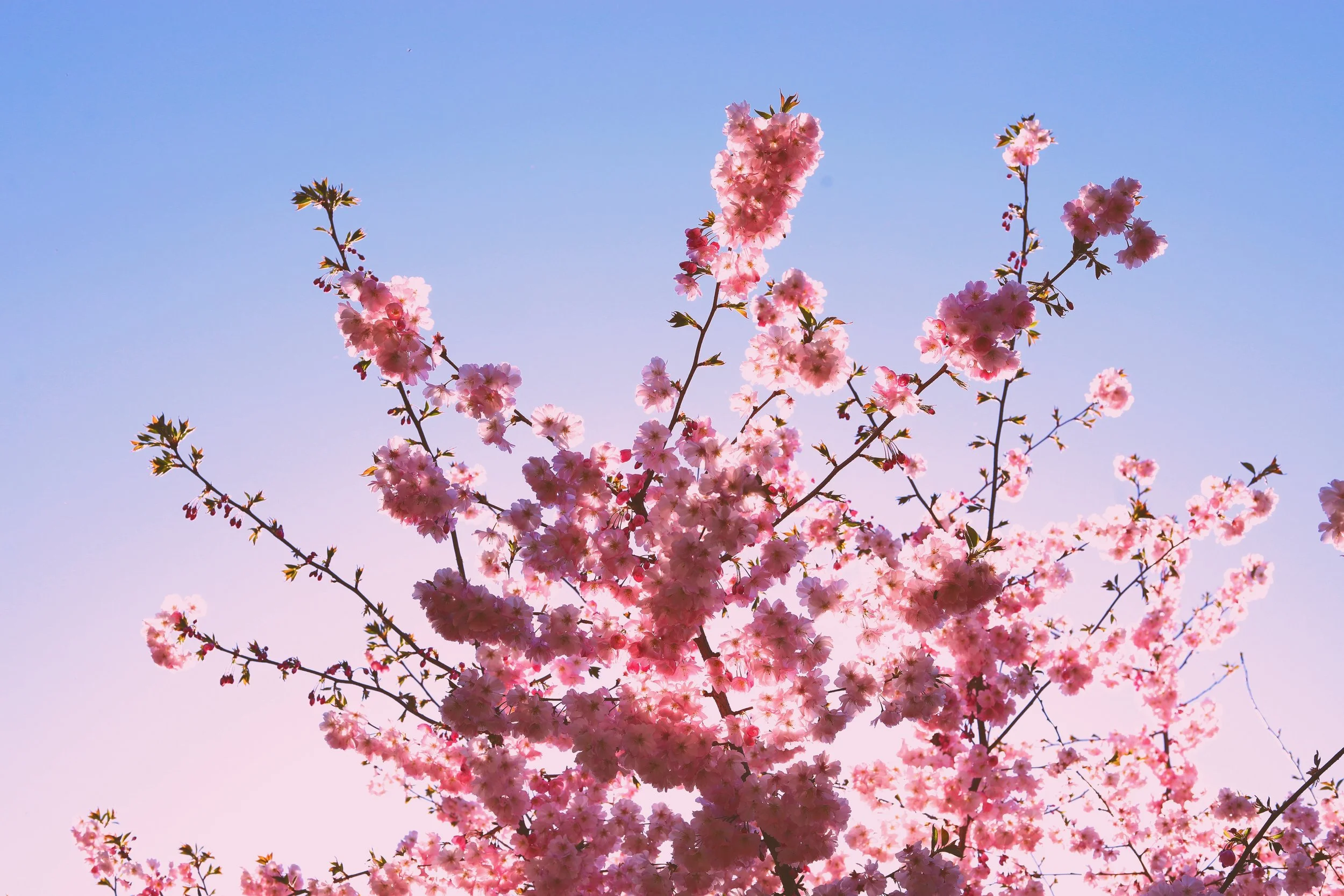 Pink cherry blossom flowers on tree branches against a clear blue sky.