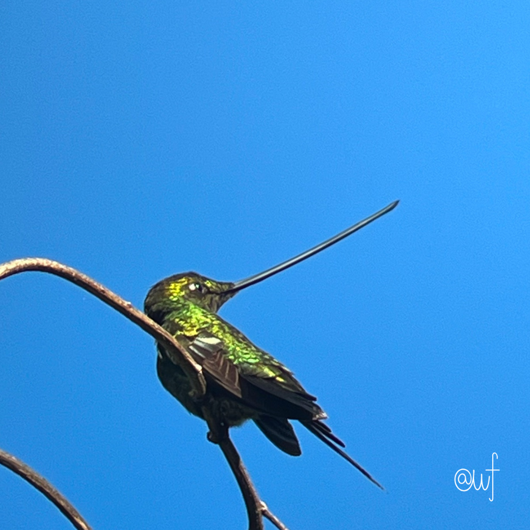 sword-billed hummingbird.png