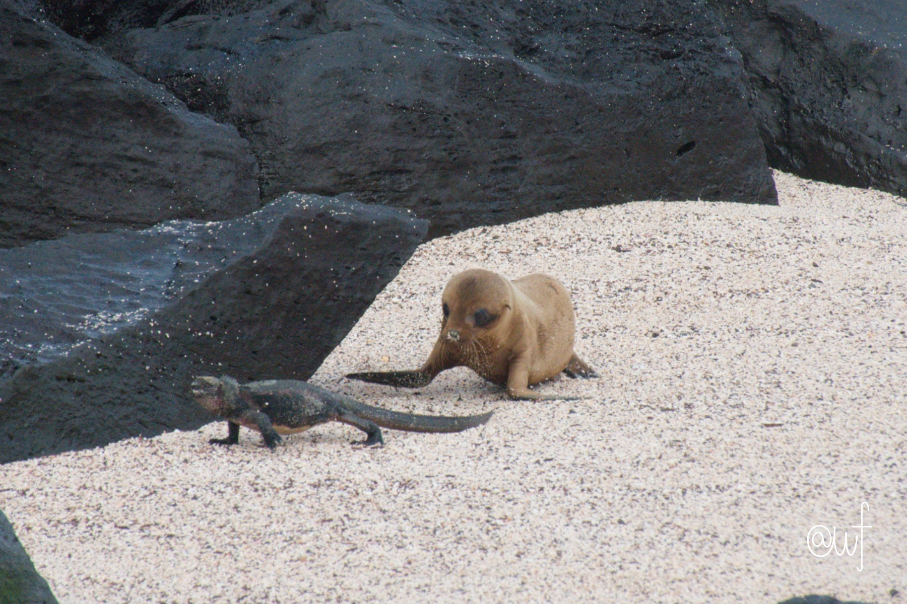 sea lion and iguana.png