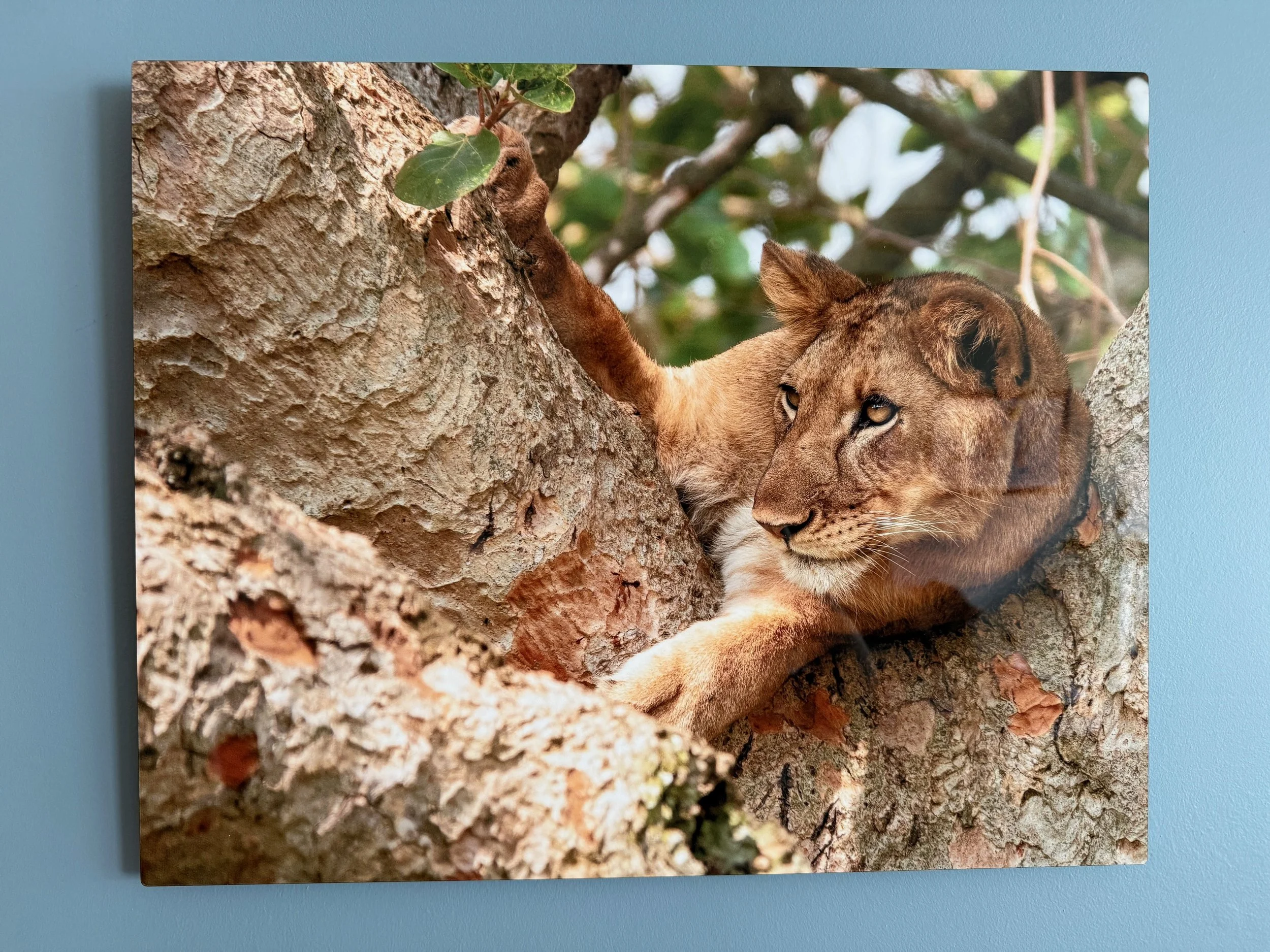 lion in a tree as a metal print hanging on a blue wall