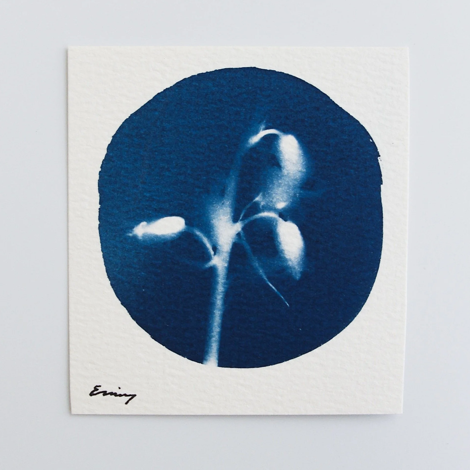 Cyanotype