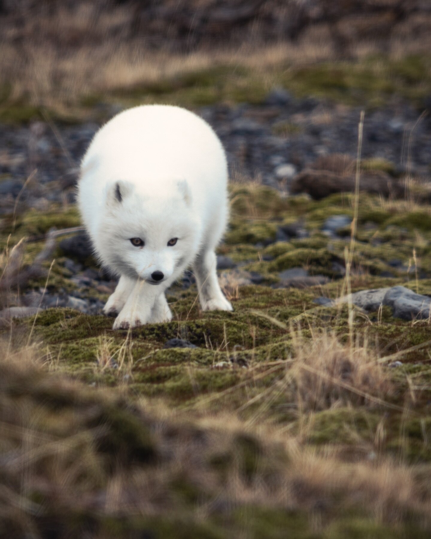 Her majesty ARCTIC FOX spotted in Thorsmork, Iceland.

They&rsquo;re usually living in  the Westfjords and Hornstrandir, where there&rsquo;s planty of food, with birds, eggs and fresh meat. The artic fox is the only native mammals in Iceland, coming 