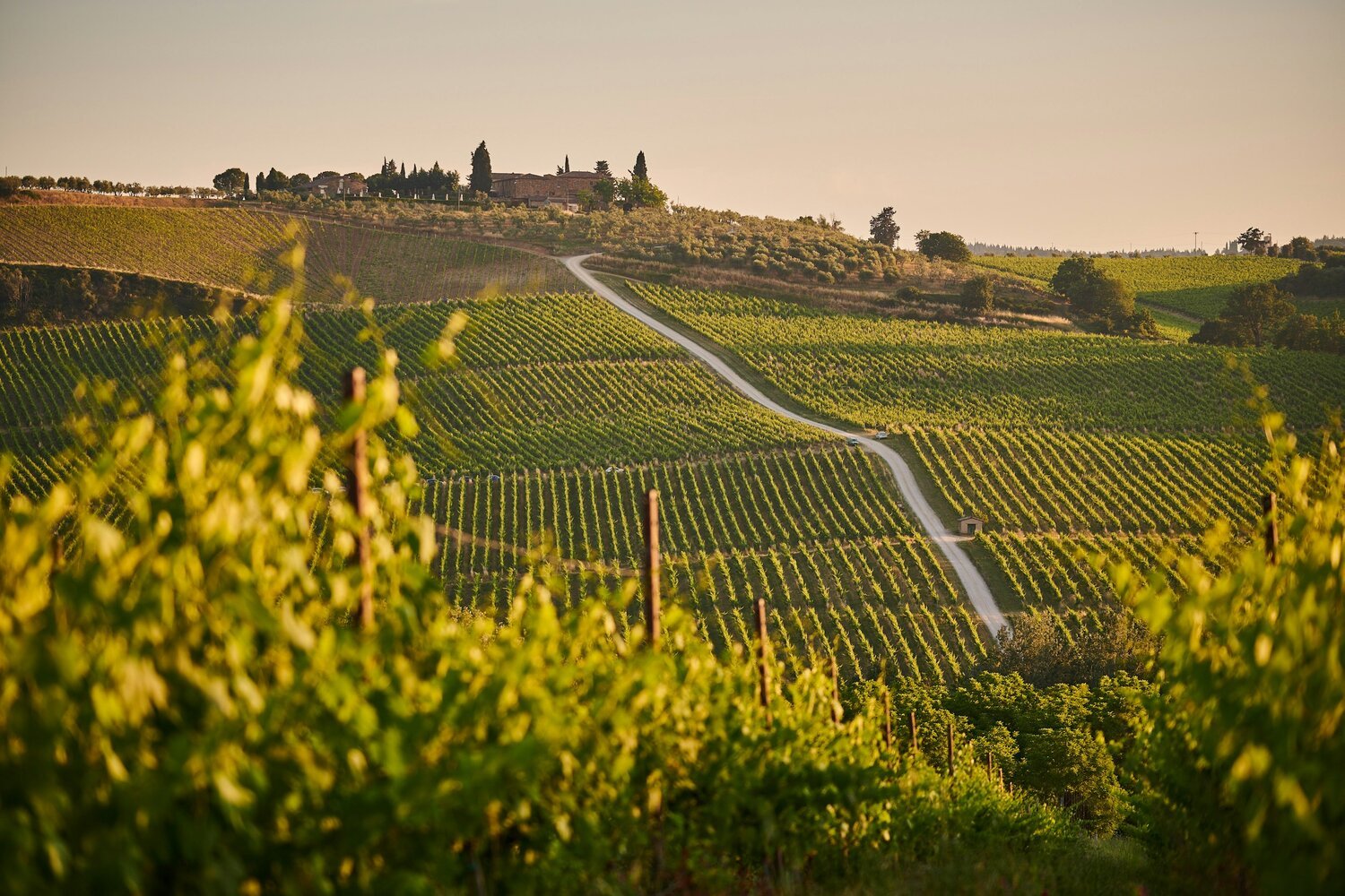 Hilly vineyard landscape with rows of grapevines and a winding dirt road, overlooking a farmstead or winery at the top of the hill in the distance, captured during sunset.