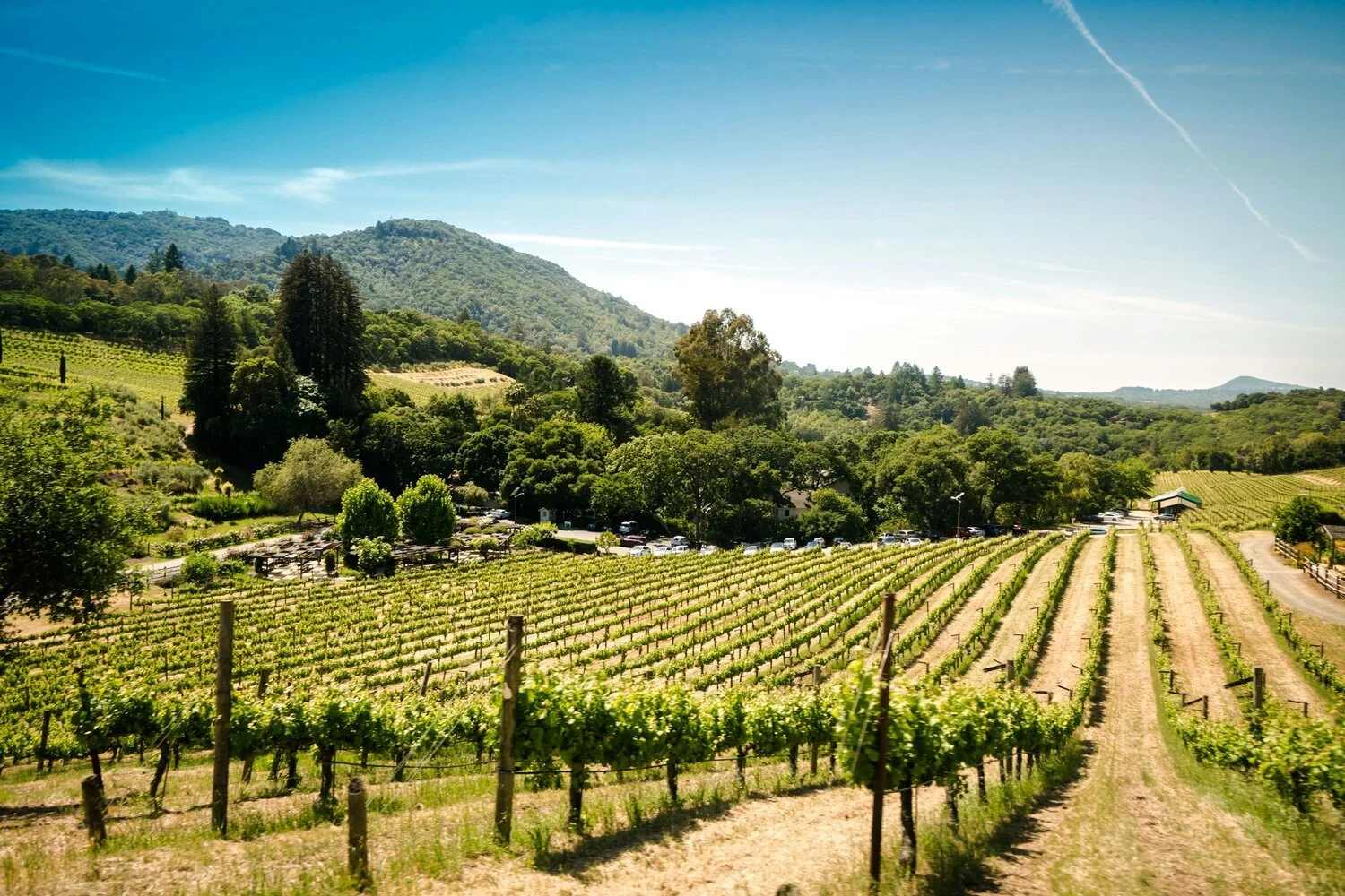 A scenic view of a vineyard with rows of grapevines, trees, hills, and mountains in the background under a clear blue sky.