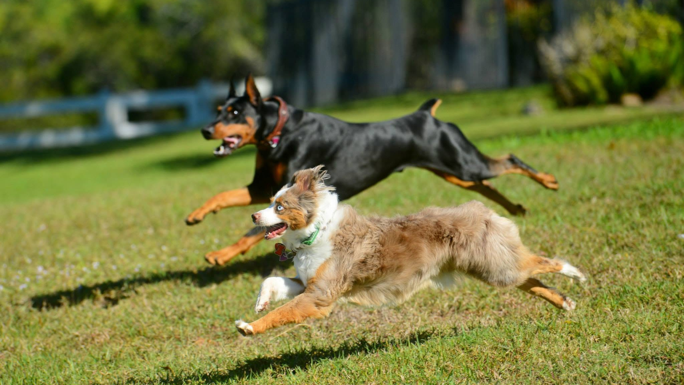 Can Dobermans Live With Small Dogs?