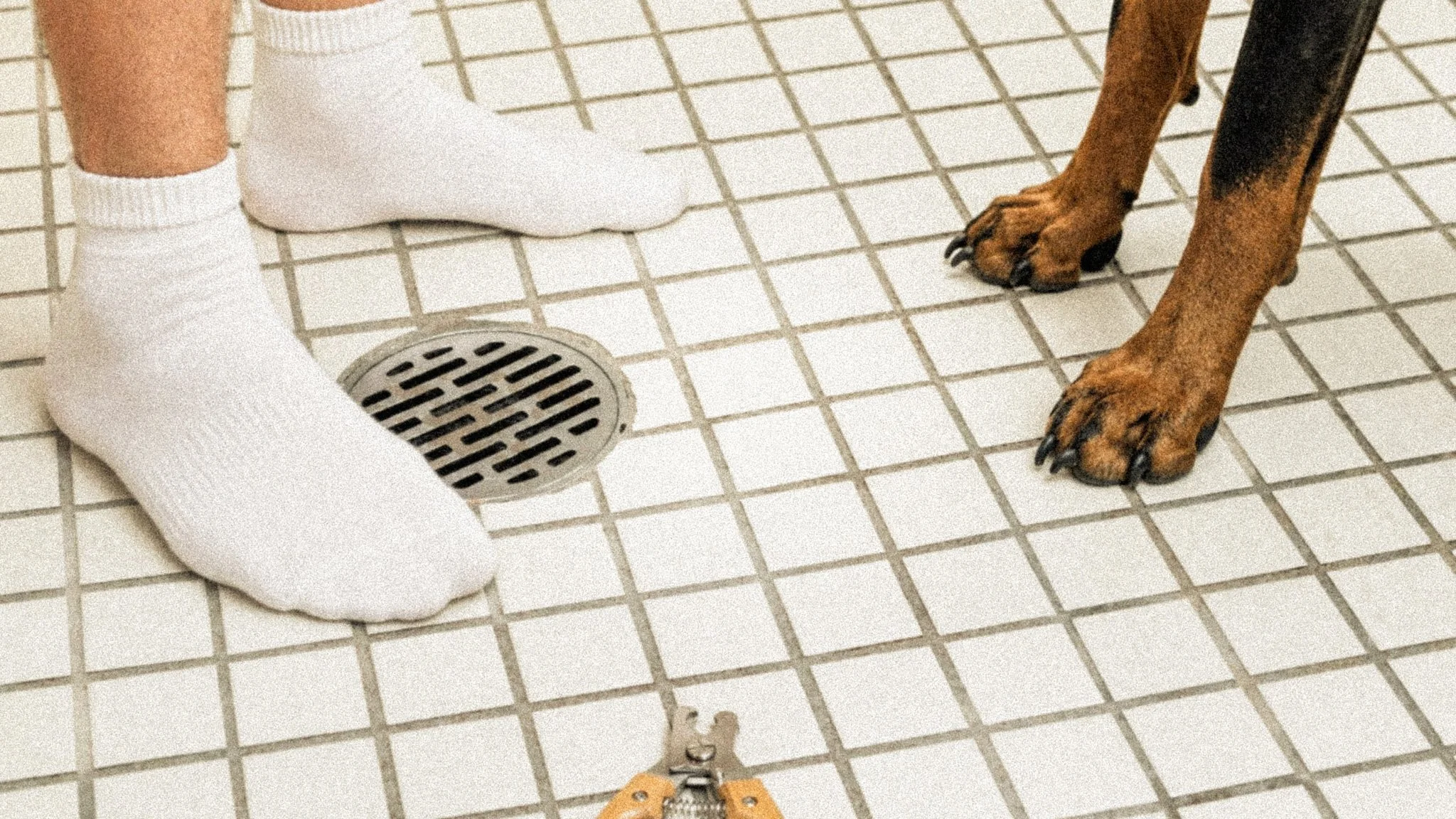 Essential Nail Trimming Tips for Doberman Owners