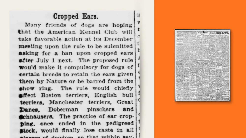 The Doberman Archives: “Cropped Ears,” The Sunday Star, Washington, D.C., October 30, 1927