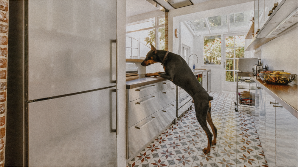 Penny Won Westminster. The Doberman Still Isn’t for Everyone.