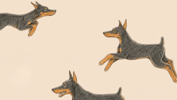 Why Your Doberman Isn’t Listening to You (And What to Do About It)