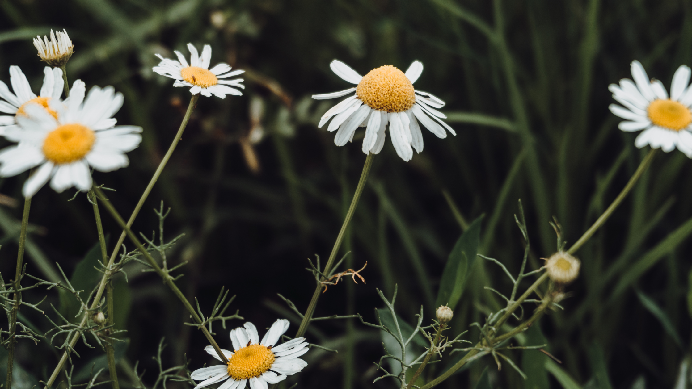 Chamomile Tea &amp; Other Applications for Dobermans: Benefits, Preparation, and Uses