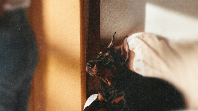 Doberman ear-taping myths editorial artwork