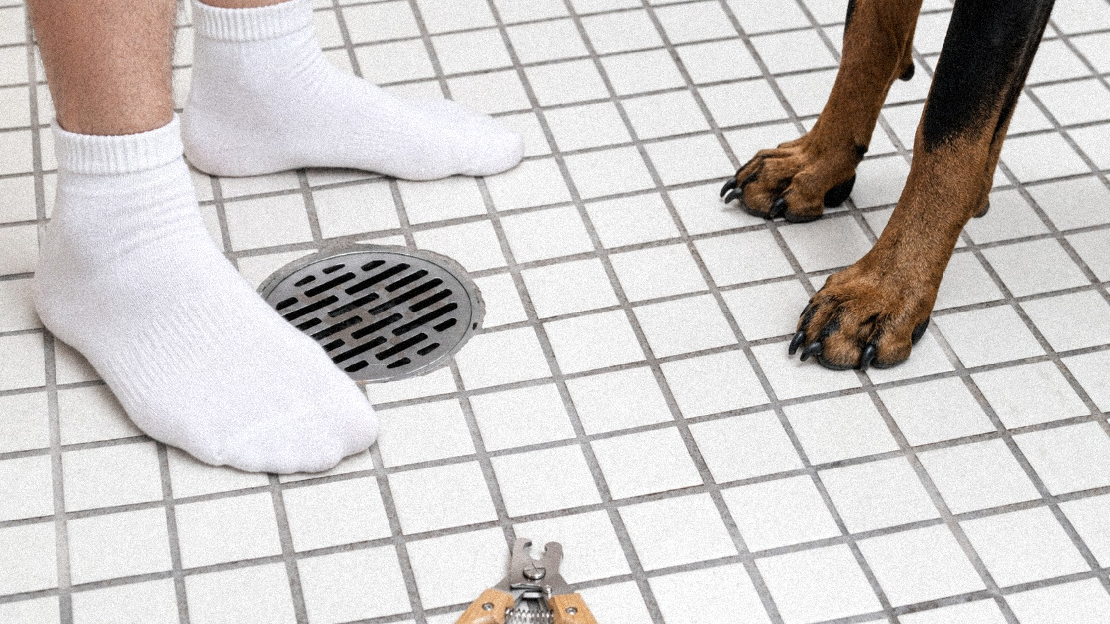 Essential Nail Trimming Tips for Doberman Owners