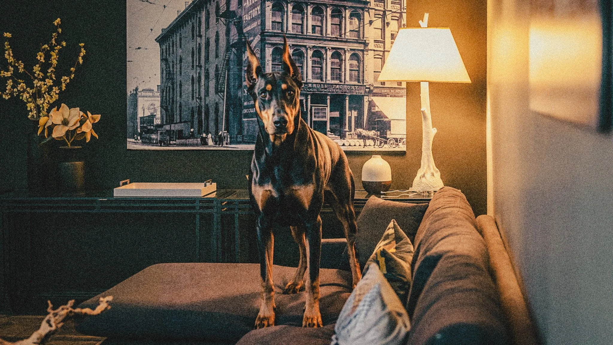 The Truth About Doberman’s Nails: Misconceptions and Finding Balance