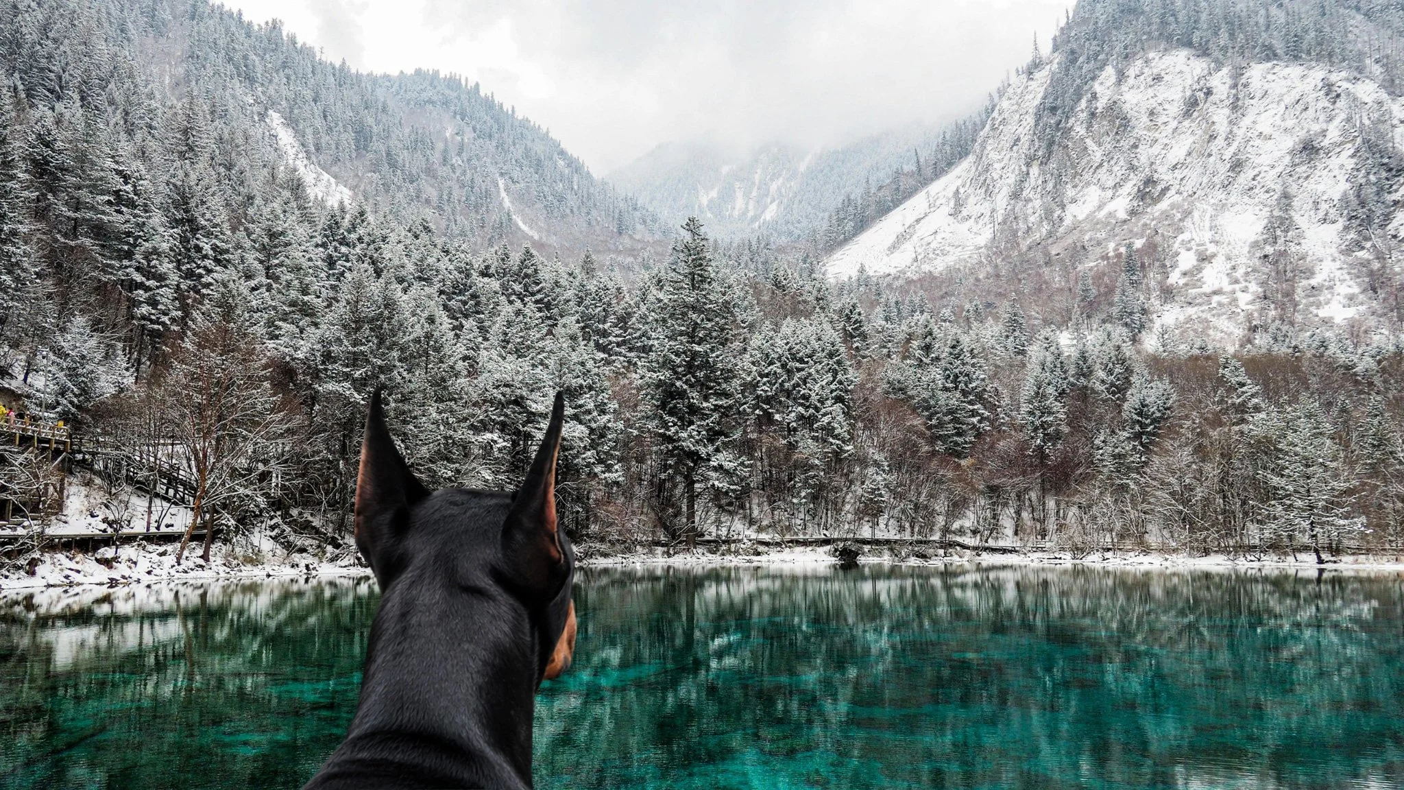 Specific Recommendations for Neutering and Spaying Dobermans Based on Research -  Part I