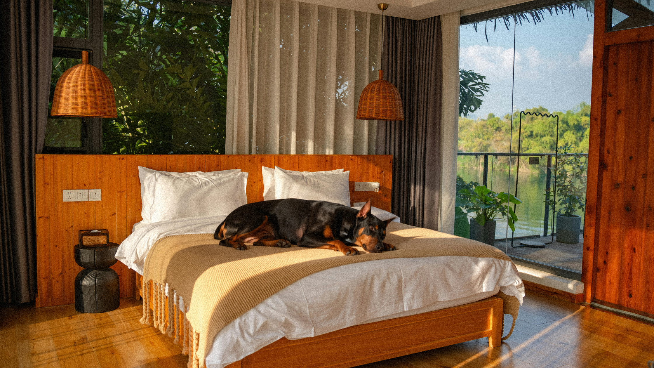 Understanding Your Doberman’s First Heat: Signs and Compassionate Care