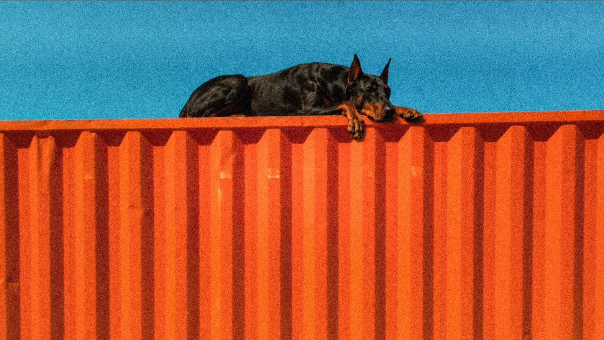 The Truth About Doberman’s Nails: Misconceptions and Finding Balance