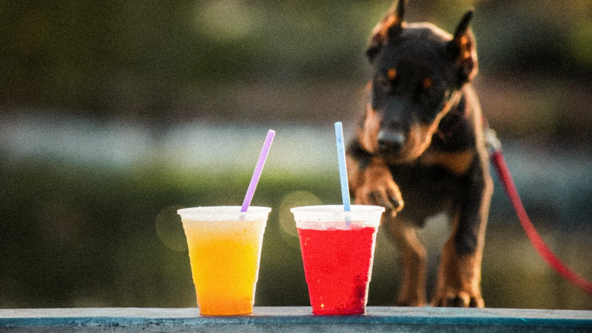 Letting Doberman Puppies Be Puppies: The Importance of Balanced Training