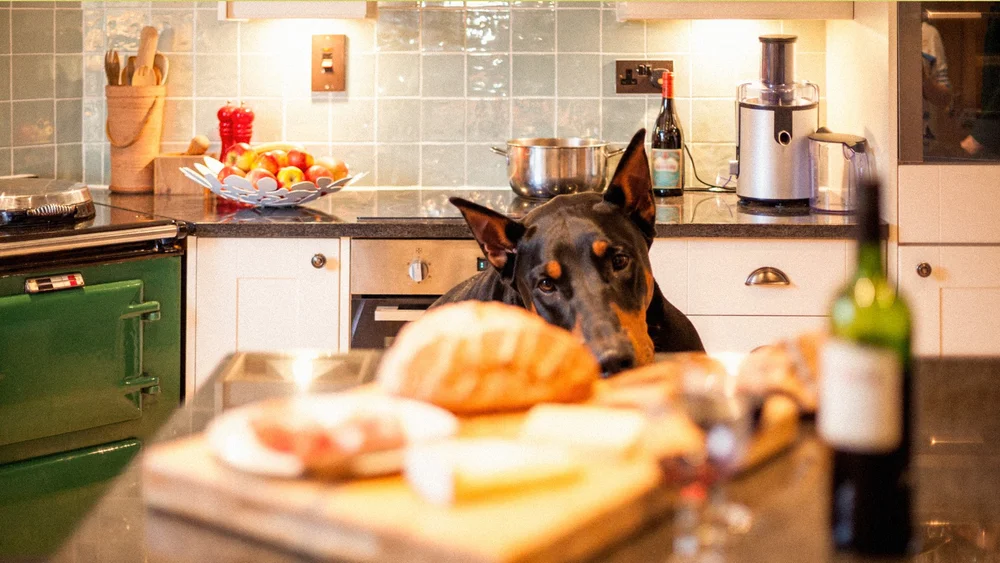 A Thoughtful Approach to Gastropexy for Doberman Pinscher Owners