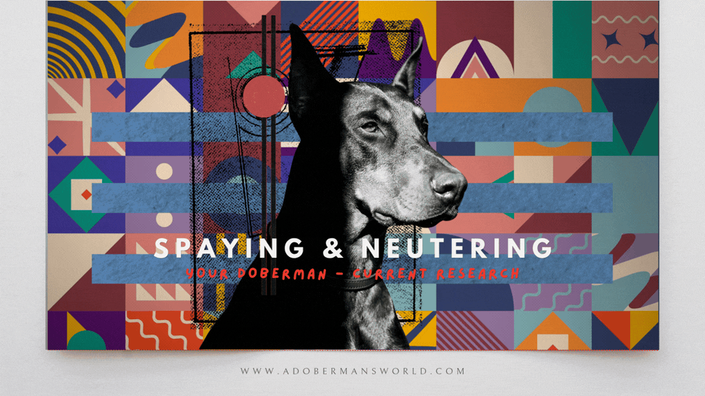 Specific Recommendations for Neutering and Spaying Dobermans Based on Research -  Part I