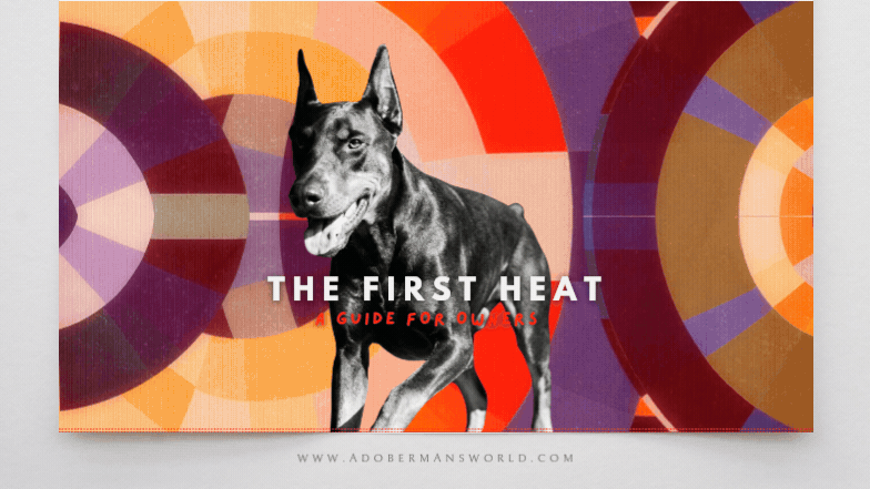 Understanding Your Doberman’s First Heat: Signs and Compassionate Care