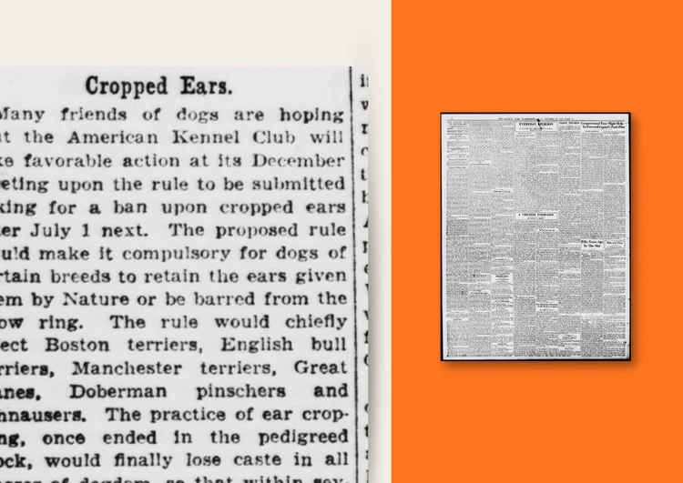 The Doberman Archives: Cropped Ears, The Sunday Star, Washington, D.C., October 30, 1927