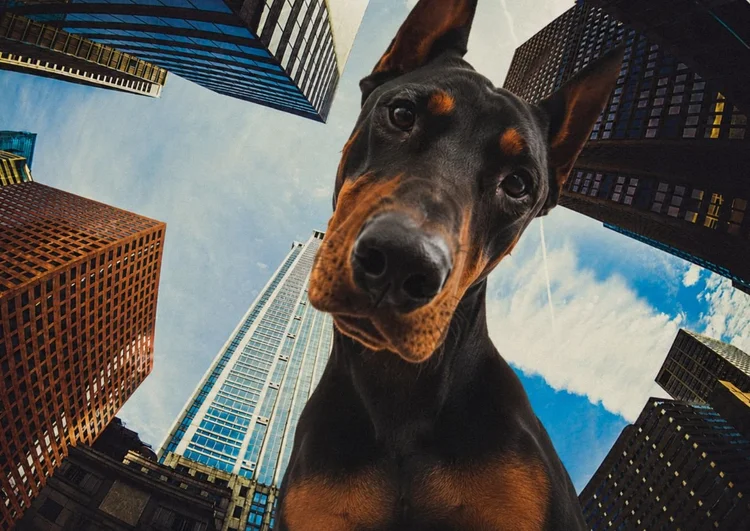 Metronidazole in Dobermans: A Call for Cautious Use