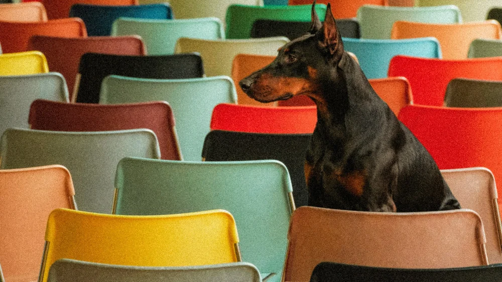 Sulfonamide Hypersensitivity in Dobermans