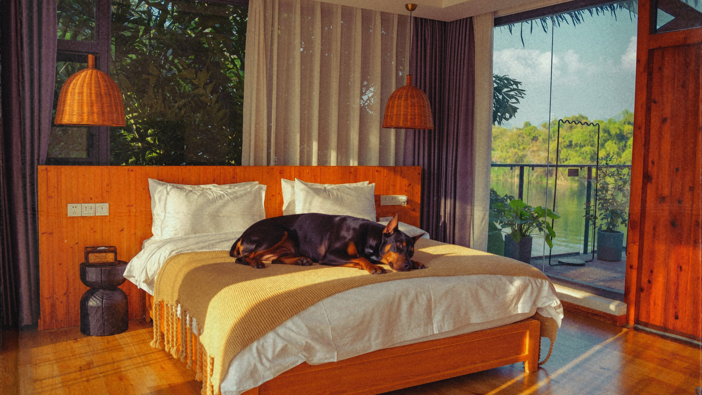 Understanding Your Doberman’s First Heat: Signs and Compassionate Care