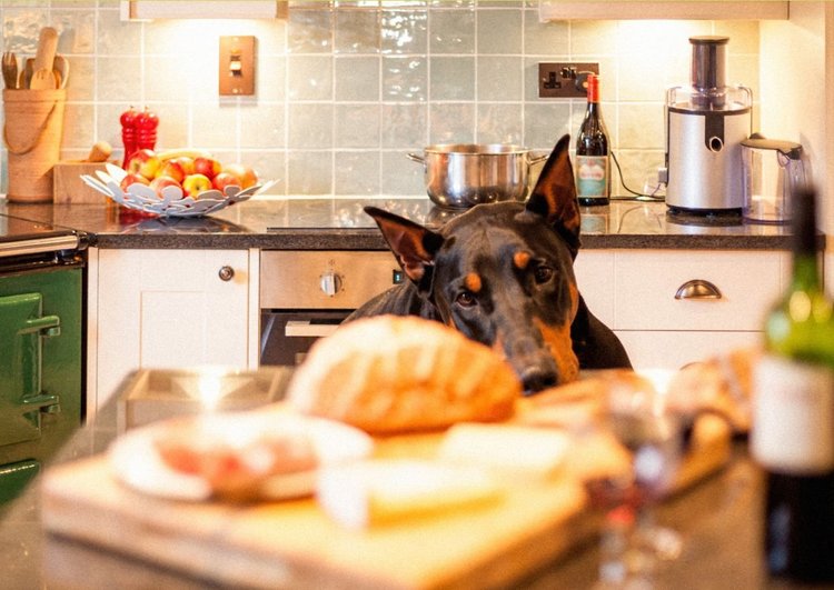 A Thoughtful Approach to Gastropexy for Doberman Pinscher Owners