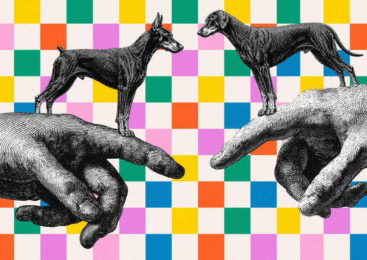 Understanding the Differences: European vs. American Dobermans