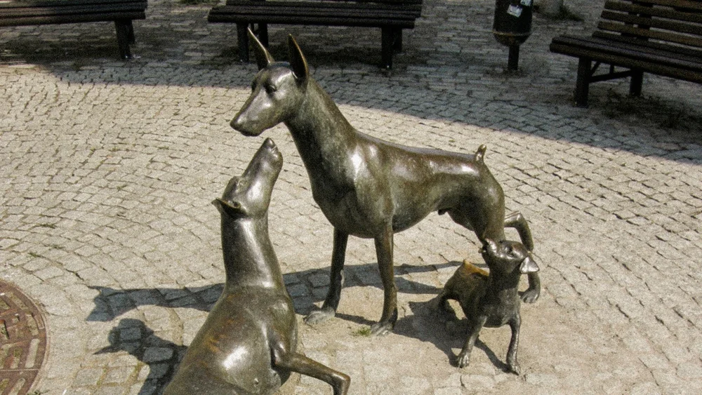 History of the Doberman Pinscher