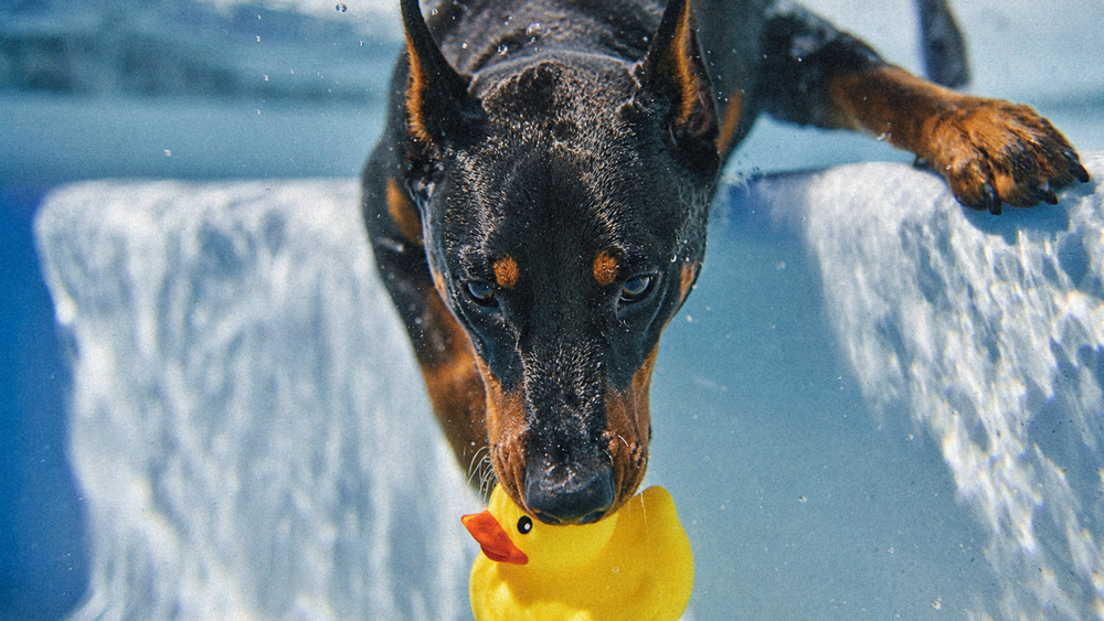 Bloat and Stomach Twisting in Dobermans: A Comprehensive Guide