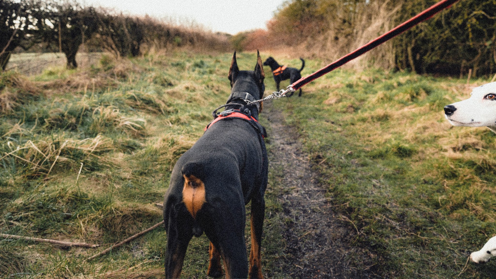 Should Your Doberman Walk in Front of You? Rethinking an Outdated Dog Walking Rule