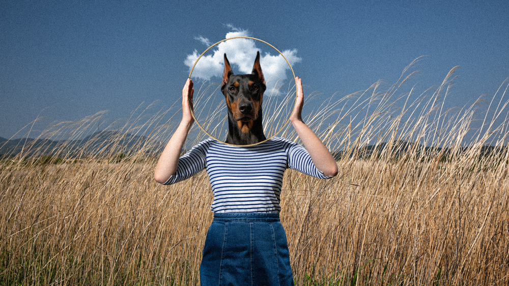 The Velcro Nature of Dobermans: A Closer Look
