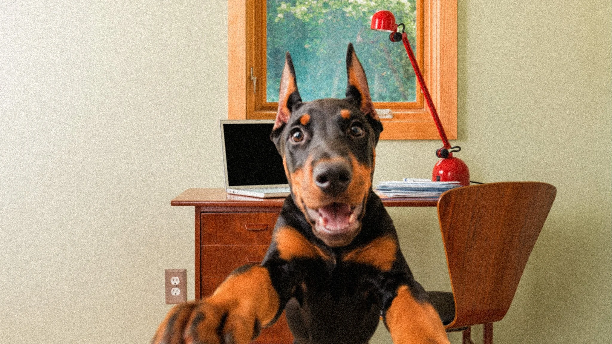 “Knuckling” - Understanding Leg Issues in Doberman Puppies: Carpal Laxity Syndrome