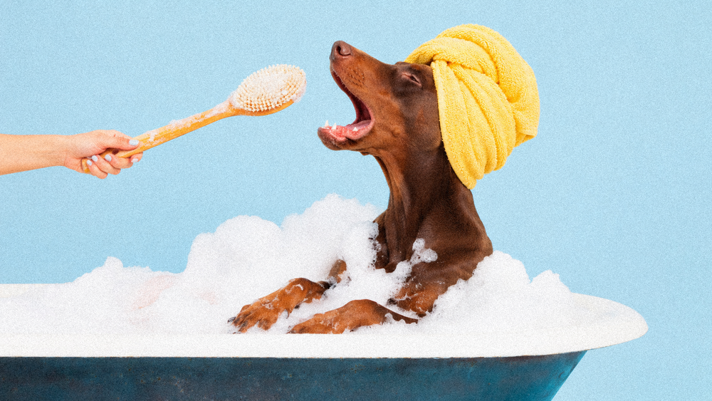 Holistic Alternative Flea & Tick Management: Topicals